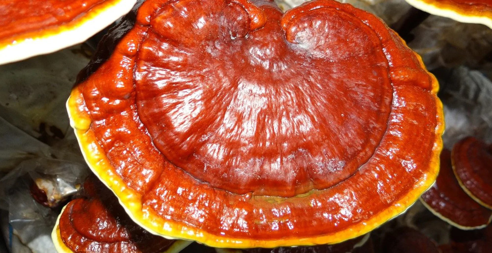 How to Choose The Best Reishi Mushroom Supplement