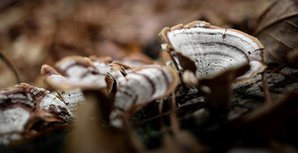 The Best Turkey Tail Mushroom Supplement
