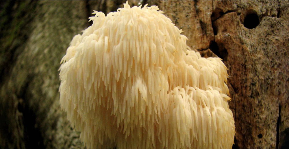 Top 6 Best Lion's Mane Mushroom Supplements