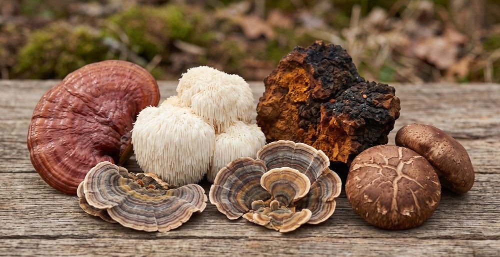 Best Mushroom Complex UK: Multi-Species Blends