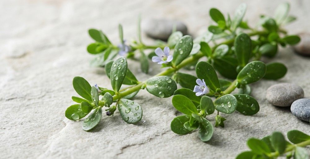 Best Bacopa Monnieri UK for Memory & Learning