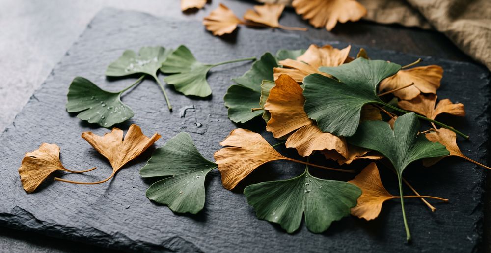Best Ginkgo Biloba Supplement UK for Memory and Focus