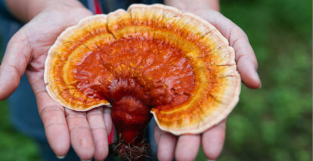 Why You Should Be Taking Reishi Mushroom